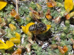 Immanthidium