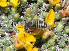 Immanthidium