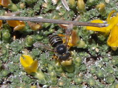Immanthidium