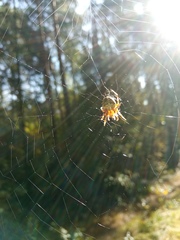 Araneus diadematus