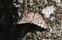 Hamadryas feronia