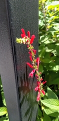 Salvia elegans