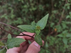 Leptocarpha rivularis