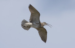Whimbrel photo 6