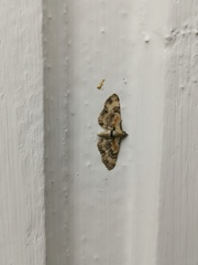 Eupithecia linariata