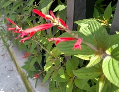 Salvia elegans