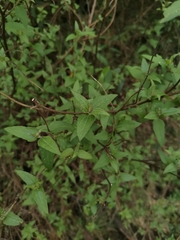 Leptocarpha rivularis