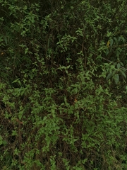 Leptocarpha rivularis