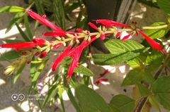 Salvia elegans