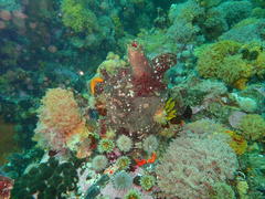 Pyura stolonifera