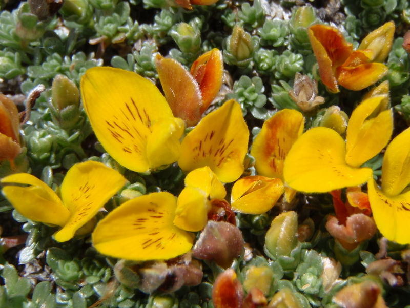 Greymat Capegorse