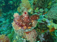 Pyura stolonifera
