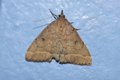 Zanclognatha zelleralis
