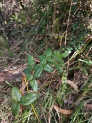 Boquila trifoliolata