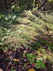 Equisetum sylvaticum