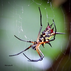 Micrathena kirbyi