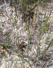 Genoplesium morrisii