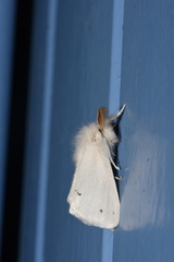 Euproctis chrysorrhoea