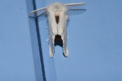 Euproctis chrysorrhoea