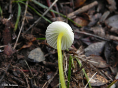 Mycena chusqueophila