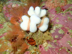 Thyone aurea