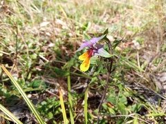 Melampyrum nemorosum