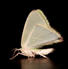 Urolitha bipunctifera