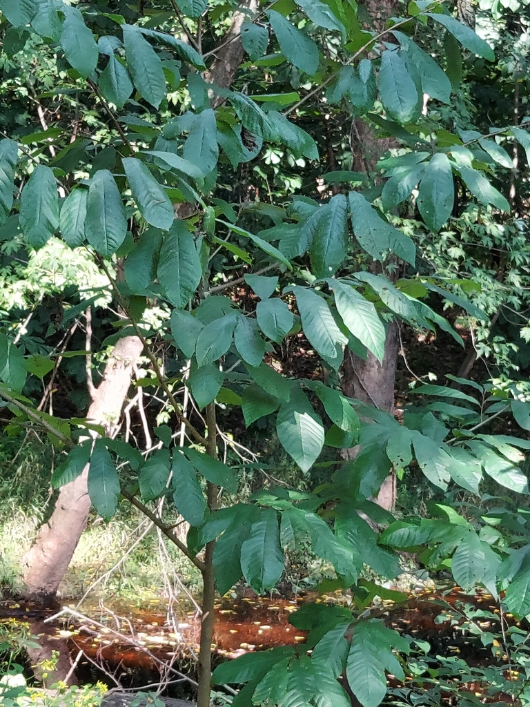 common pawpaw from Poolesville, MD 20837, USA on September 11, 2021 at ...