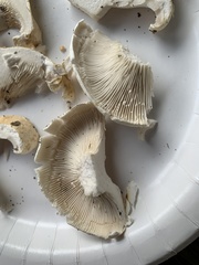 Lactifluus