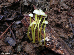 Mycena chusqueophila