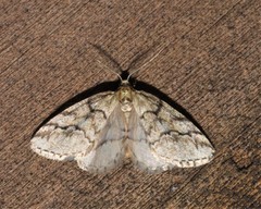 Tephronia lhommaria