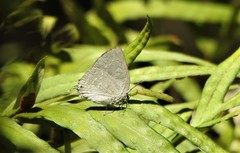 Strephonota tephraeus