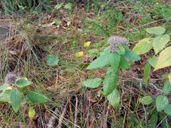 Clinopodium vulgare