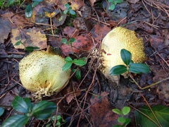 Scleroderma citrinum