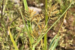 Cyperus esculentus leptostachyus