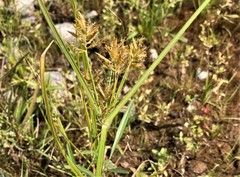 Cyperus esculentus leptostachyus