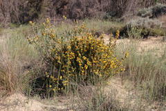 Leucadendron chamelaea