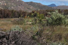 Leucadendron chamelaea