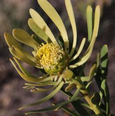 Leucadendron chamelaea