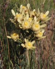 Leucadendron chamelaea