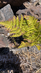 Pteridium aquilinum decompositum