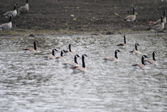 Branta canadensis