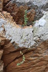 Crassula perforata perforata