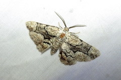 Phaeoura mexicanaria