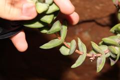 Crassula perforata perforata