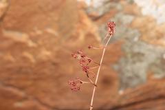 Crassula perforata perforata