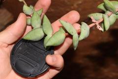 Crassula perforata perforata