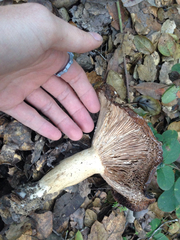 Lactarius argillaceifolius megacarpus