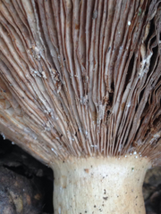 Lactarius argillaceifolius megacarpus