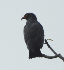 Helicolestes hamatus